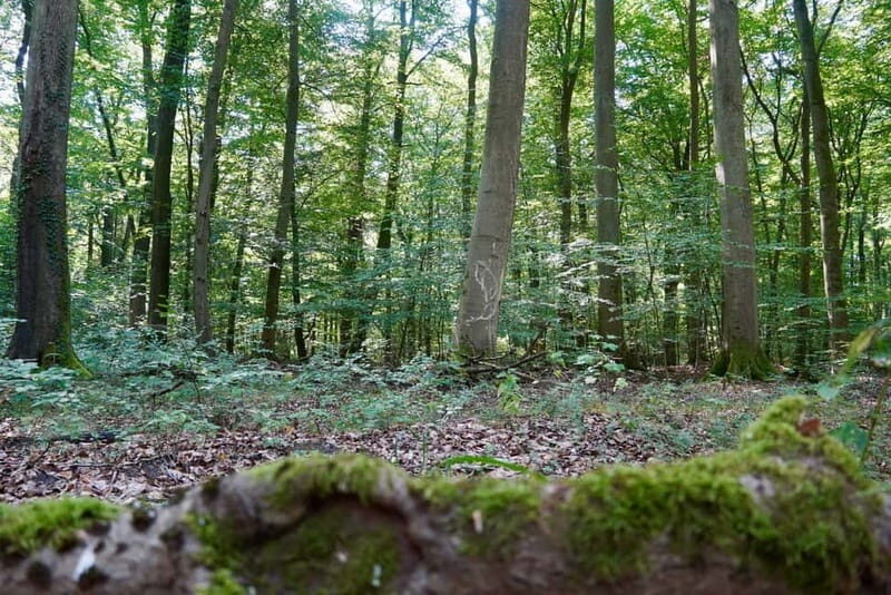Berlin: Historical Tour along the Death March Path with Car - Personal Stories and Historical Insights