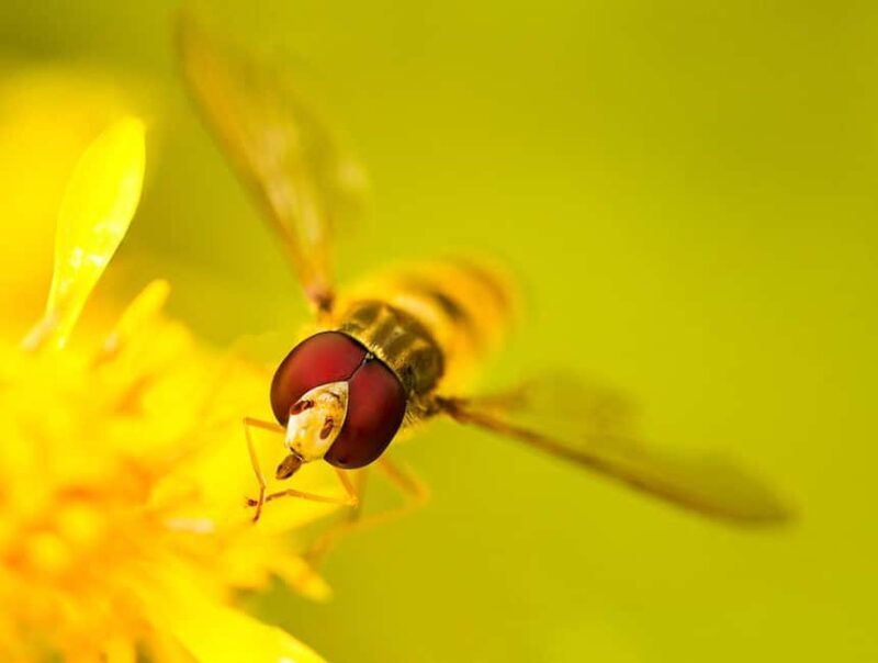 Berlin: Macro photography course - Nature in detail - Why This Experience Stands Out