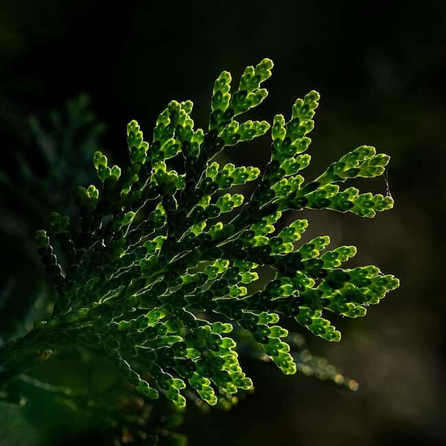 Berlin: Macro photography course - Nature in detail - Deep Dive into the Experience: The Details That Make It Valuable