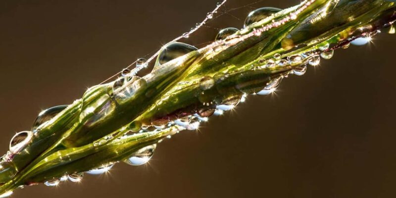 Berlin: Macro photography course - Nature in detail - Final Thoughts: Who Will Love This Course?