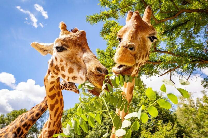 Berlin: Tickets for the Tierpark in East Berlin - Final Thoughts