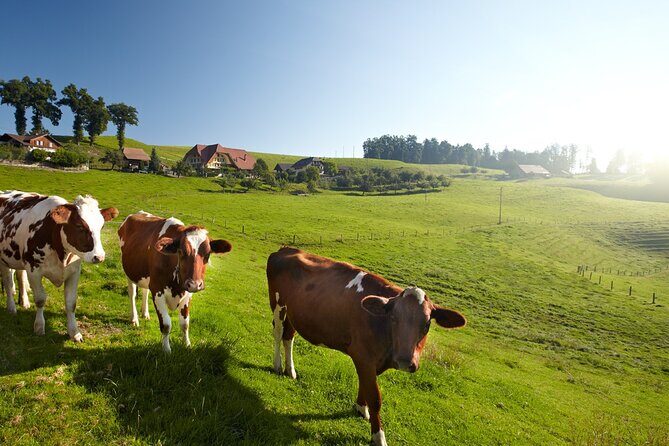 Bern Small-Group Day Trip from Zurich Including Cheese Tasting - Final Thoughts