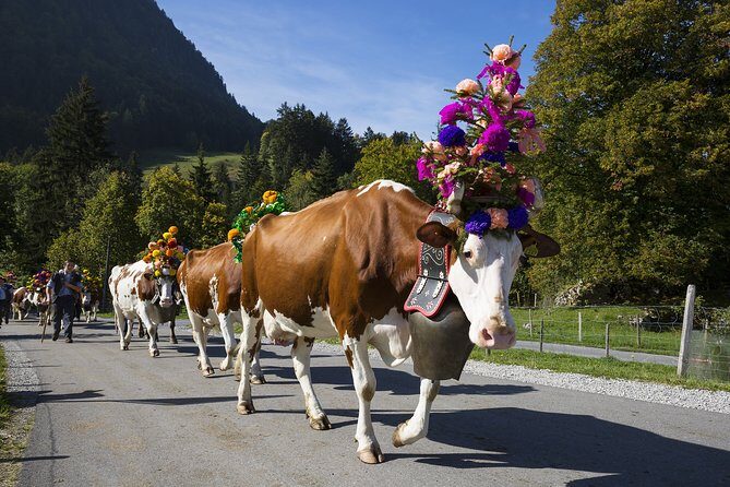 Berne the Capital and Cheese paradise Emmental (Private Tour) - Who Is This Tour Best For?