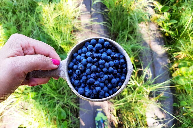 Berry Picking in a National Park - FAQs About the Berry Picking in a National Park Tour