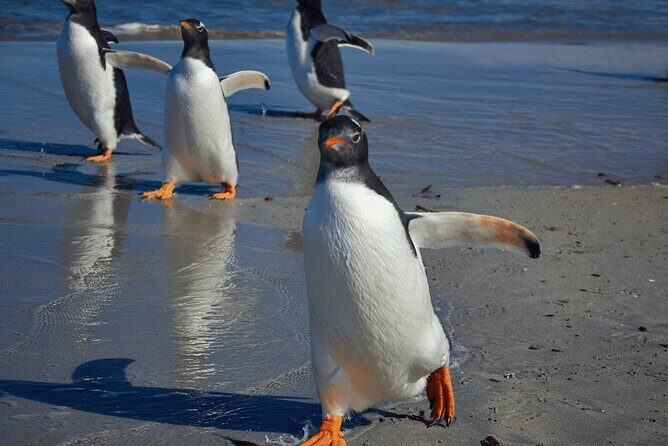 Bertha's Beach Penguin Experience - Exploring Falkland’s Unspoiled Charm with Bertha’s Beach Penguin Experience