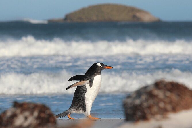Bertha's Beach Penguin Experience - Key Points