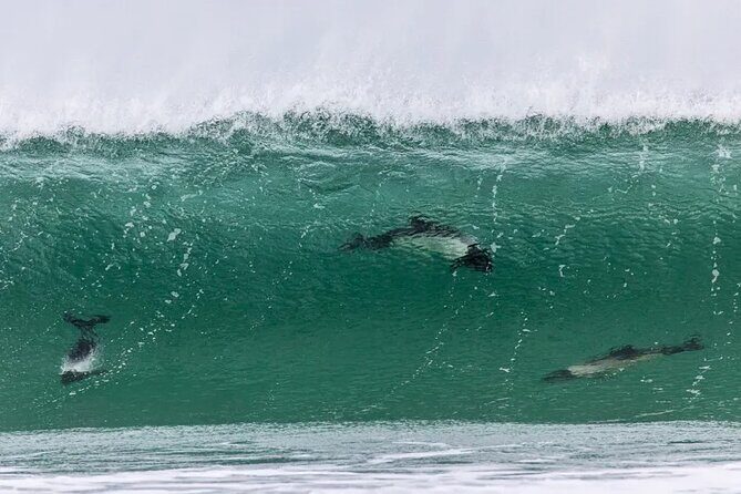 Bertha's Beach Penguin Experience - Final Thoughts