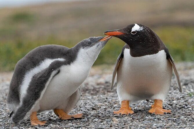 Bertha's Beach Penguin Experience - Frequently Asked Questions