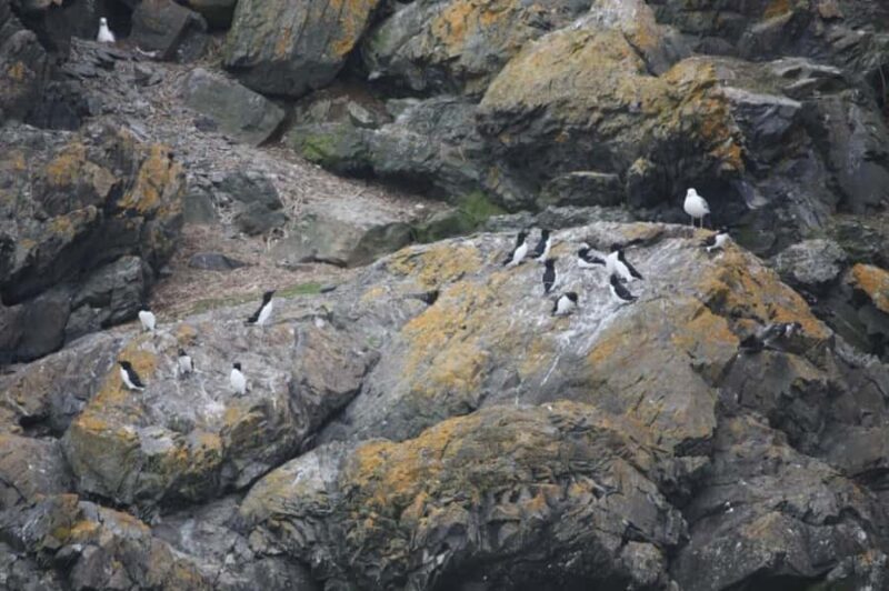 Berthier-sur-Mer: 1000 Razorbill Penguins Observation Cruise - Practical Considerations