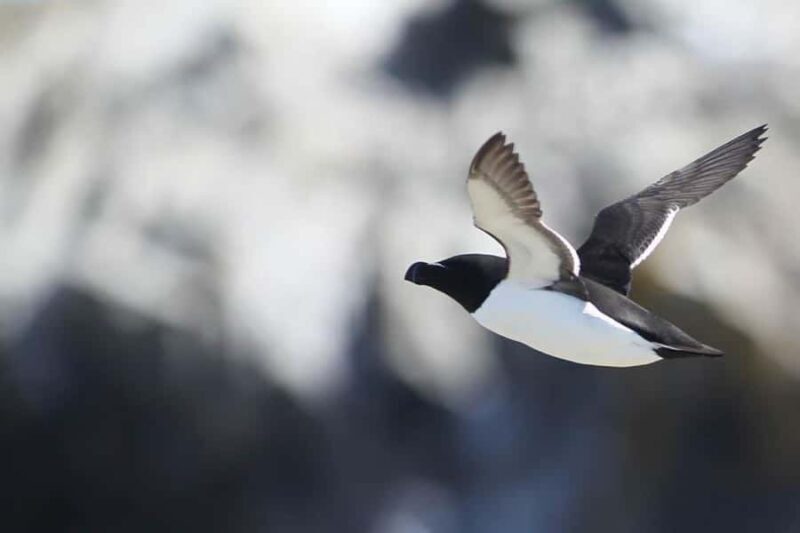 Berthier-sur-Mer: 1000 Razorbill Penguins Observation Cruise - Who Should Consider This Tour?