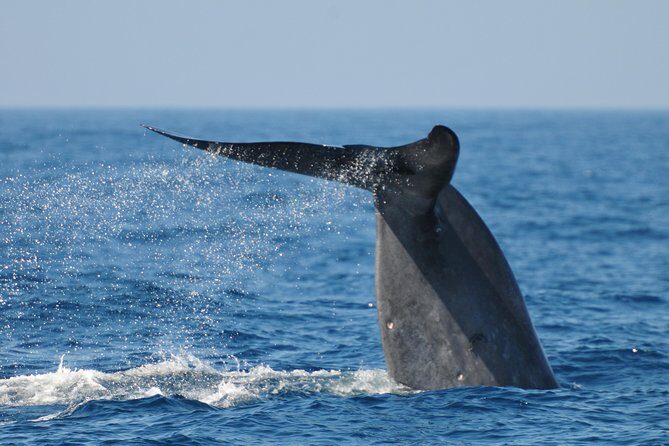 Bespoke Whale Watching Cruise to witness finned giants  Mirissa - The Whale Watching Experience in Mirissa: An In-Depth Look