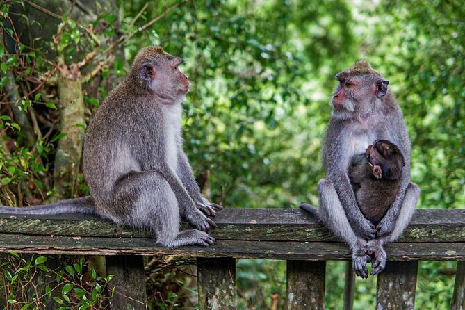 Best Bali Day Tour - Key Points