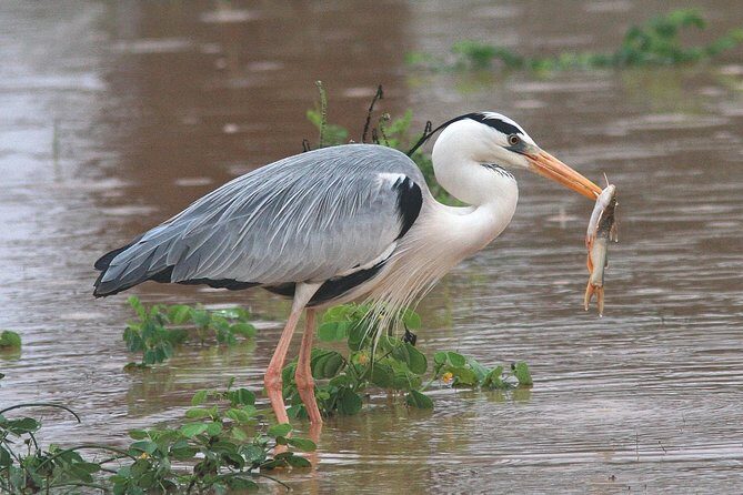 Best Birdwatching Lagoon Tour - In-Depth Review of the Best Birdwatching Lagoon Tour
