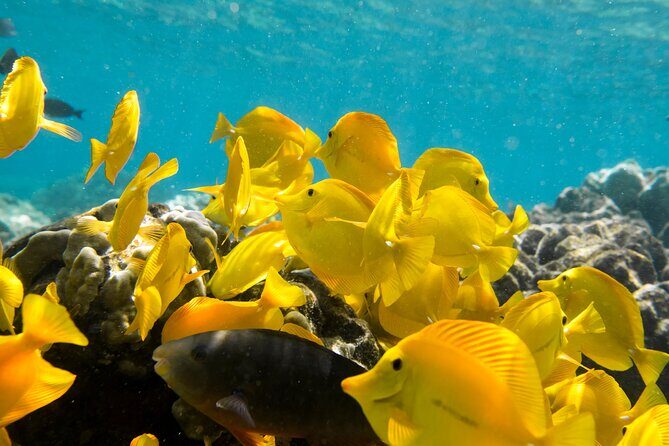 Best Coral Reef Snorkel Tour in Kona - Protected Marine Sanctuary - A Deep Dive into the Kealakekua Bay Snorkel Tour