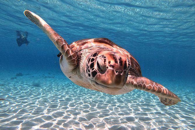 Best Highlight Island Tour - Perfect Day Tour. Small group Tour - An Authentic Taste of Curaçao’s Natural Beauty and Culture