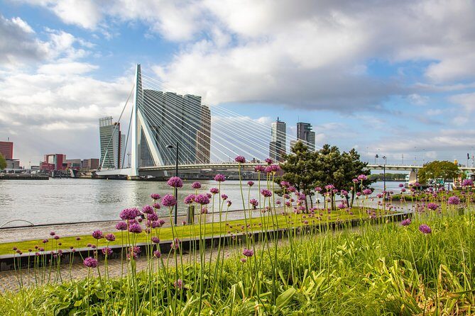 Best Intro Tour of Rotterdam with a Local - What Makes This Tour Stand Out?
