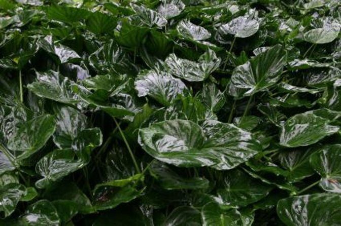 Best Kauai Northeast, Fern Grotto River Cruise & Lighthouse Tour - A Full-Day Adventure into Kauai’s North and East Sides