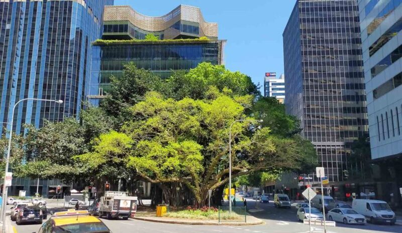 Best of Brisbane Walking Tour | Small Group & snack - Who Would Enjoy This Tour?