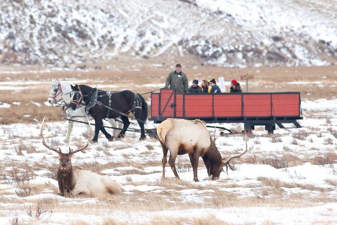 Best of Jackson Hole Wildlife Safari Tour - Exploring the Best of Jackson Hole Wildlife Safari Tour