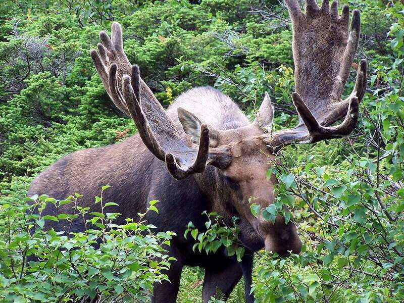 Best of Kananaskis PRIVATE SAFARI Tour + Custom Nature Walk - Final Thoughts: Why Choose This Tour?