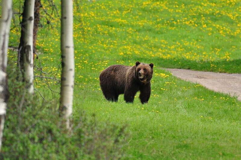 Best of Kananaskis PRIVATE SAFARI Tour + Custom Nature Walk - FAQ