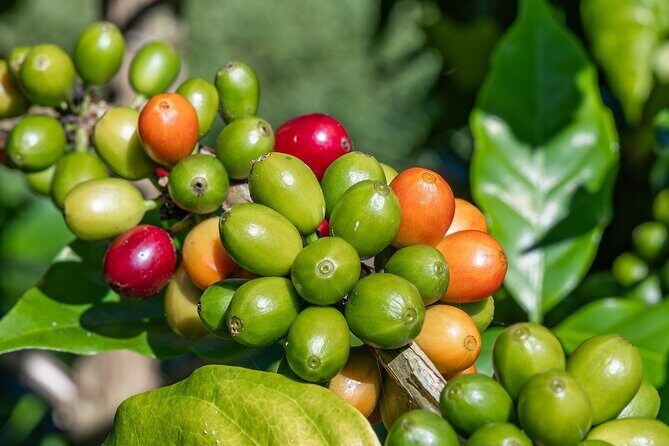 Best of Kona Private Tour Excursion - Exploring the Itinerary: What to Expect on the Best of Kona Private Tour