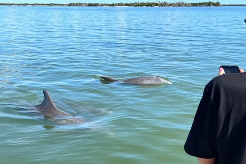 Best of Marco Dolphin Tour - Best of Marco Dolphin Tour: An Authentic Wildlife Adventure