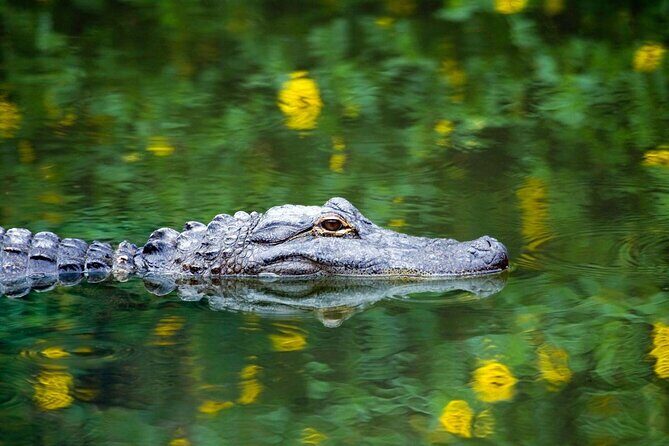 Best of Miami Small Group Tour With Everglades Airboat Ride - Key Points