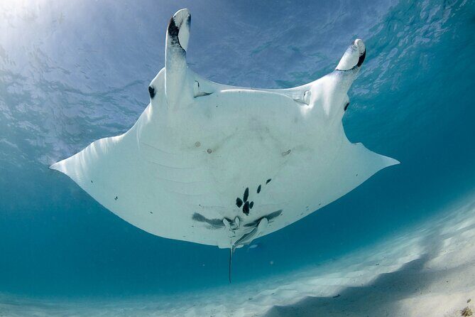 Best of Ningaloo Mantas and More - An In-Depth Look at the Ningaloo Mantas and More Tour