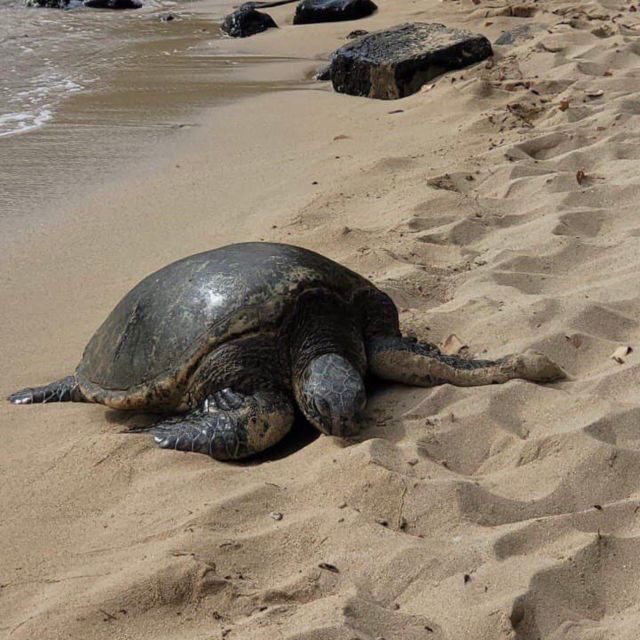 Best of Oahu in One Day - What Past Travelers Say