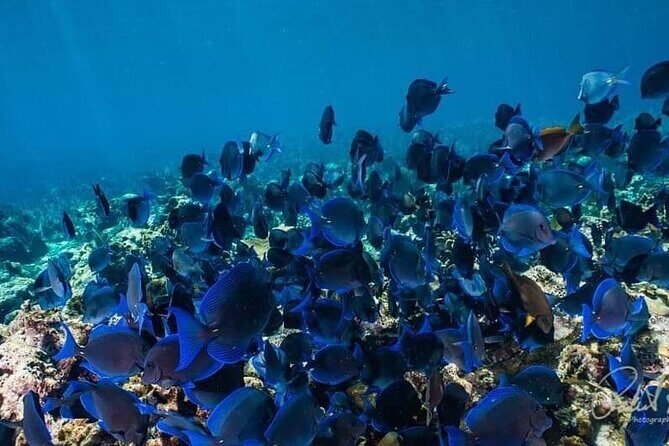 Best of roatan by land and sea - A Detailed Look at the Best of Roatan by Land and Sea Tour