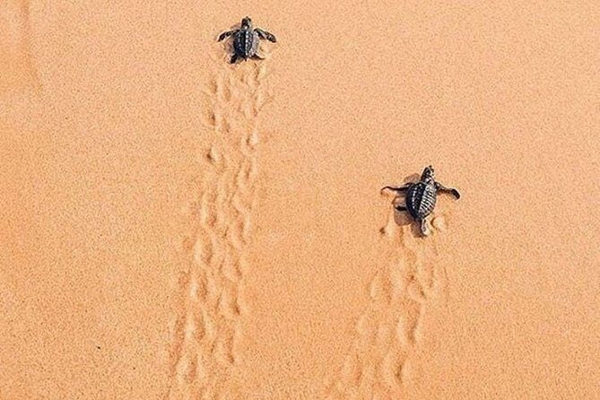 Best Of Sri lanka Tour (06 Days 05 Nights) - Kandy- N.Eliya -Bentota-Colombo - FAQ: Your Practical Questions Answered