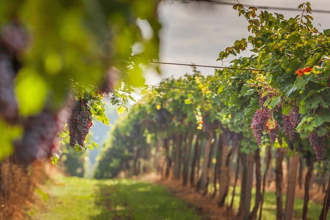 Best of Tuscany Private Tour: Siena, San Gimignano, Monteriggioni - What You Can Expect from the Experience