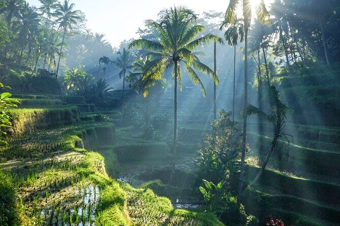 Best of Ubud: Rice Terrace, Temple and Waterfall Private Tour - Exploring the Best of Ubud: Rice Terrace, Temple, and Waterfall Private Tour