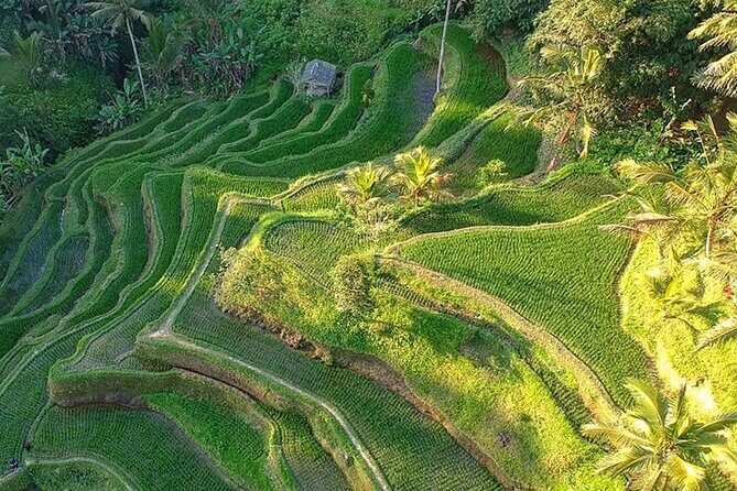 Best of Ubud: Rice Terrace, Temple and Waterfall Private Tour - Who Should Consider This Tour?