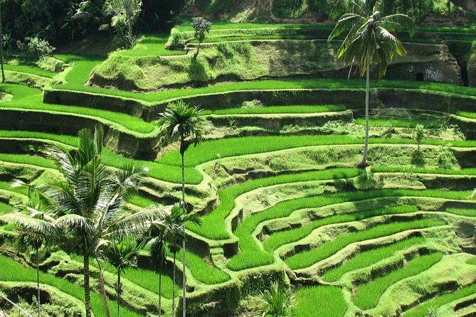 Best Of Ubud Tours - A Well-Rounded Ubud Introduction