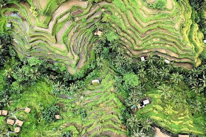 Best of Ubud Village Tour with Jungle Swing - Most Instagram Site - Exploring the Full Day of Ubud’s Best Sites