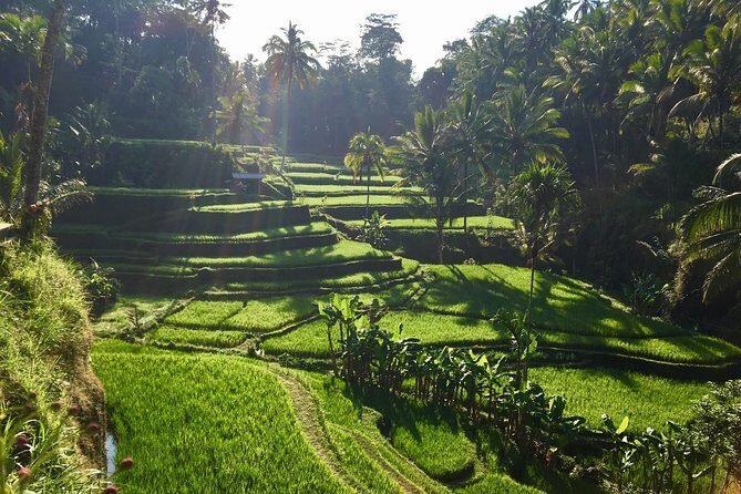 Best of Ubud Waterfalls, Tegalalang Rice Terrace and Swing Tour - Practical Aspects: What to Expect
