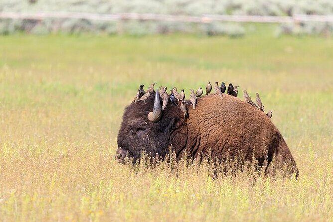 Best Of Yellowstone Full Day Nat'l Park Tour From Bozeman - An In-Depth Look at the Experience