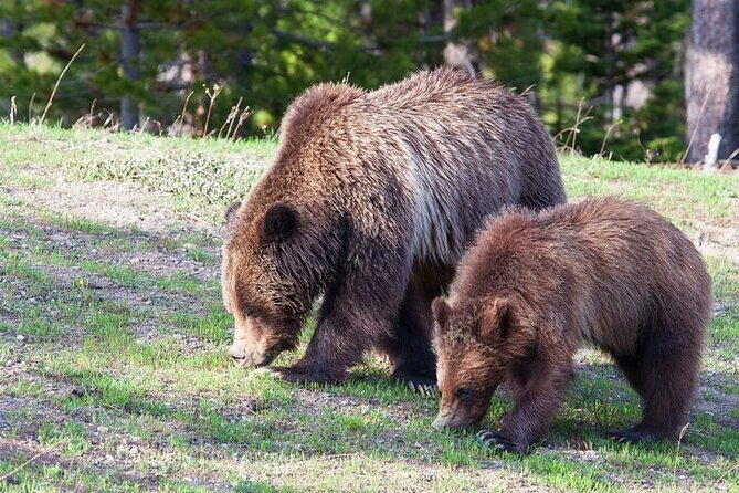 Best Of Yellowstone Full Day Nat'l Park Tour From Bozeman - Practical Considerations