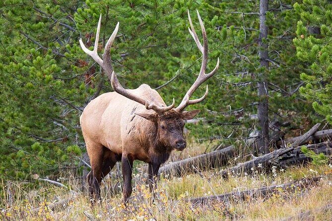 Best Of Yellowstone Full Day Nat'l Park Tour From Bozeman - Frequently Asked Questions