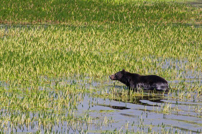Best of Yellowstone Guided Tour from Bozeman - Private Tour - Frequently Asked Questions