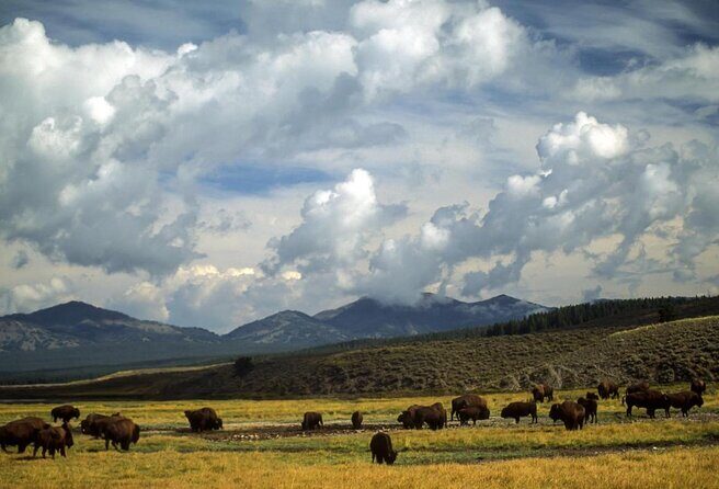 Best of Yellowstone Tour from Paradise Valley - Private Tour - Exploring Yellowstone with a Private Guide: What Makes It Special?