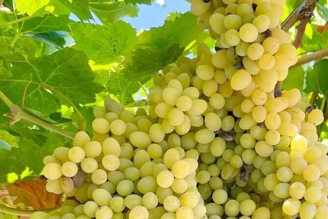 Best Rhodes Tour with Wine Tasting Experience from Cruise Port - FAQ: Your Practical Questions Answered