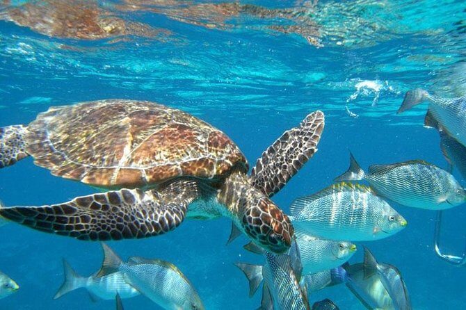 Best Seller - Surin Islands Snorkeling Trip from Khao Lak - Key Points