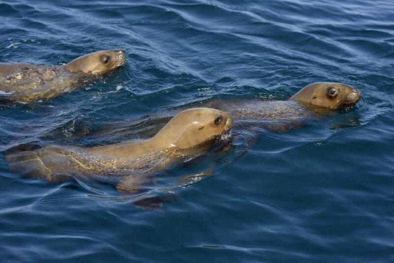 Best Tour to Peninsula Valdes - Key Points