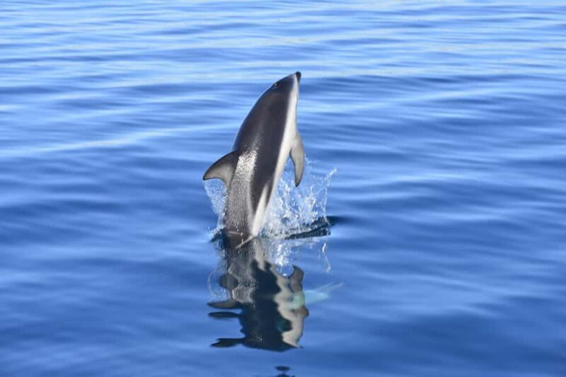 Best Tour to Peninsula Valdes - A Closer Look at the Peninsula Valdes Tour