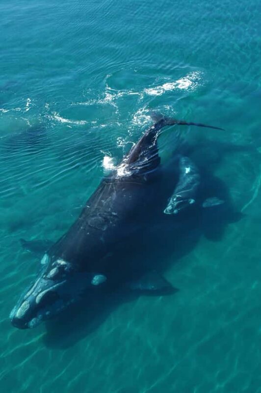 Best Tour to Peninsula Valdes - Who Should Consider This Tour?