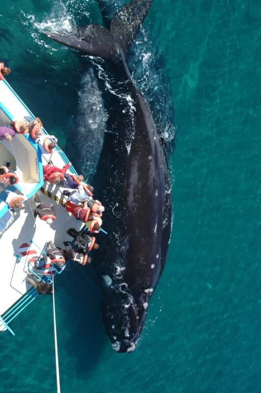 Best Tour to Peninsula Valdes - FAQ