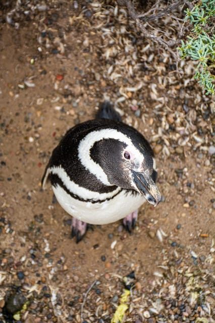 Best Tour to Peninsula Valdes - A Deep Dive into the Peninsula Valdes Tour Experience